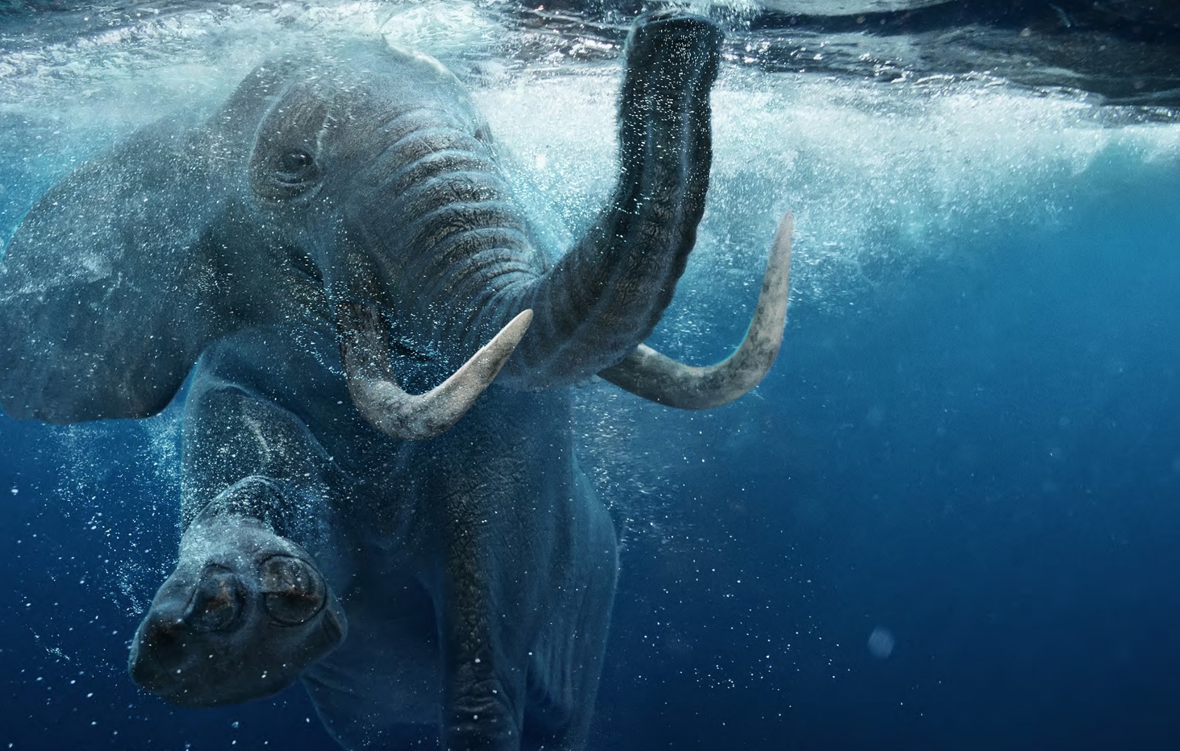 elefant-im-wasser